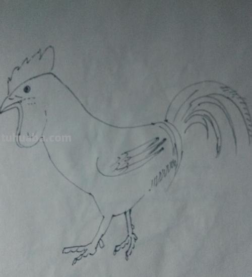 动物速写鸡动物速写鸡的动态图片 动物速写鸡动物速写鸡的动态图片