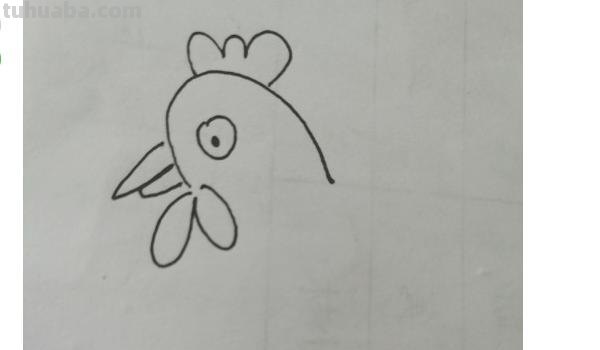 动物速写鸡动物速写鸡的动态图片 动物速写鸡动物速写鸡的动态图片