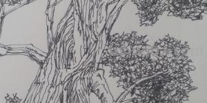 风景速写树木风景速写树木临摹 风景速写树木风景速写树木临摹