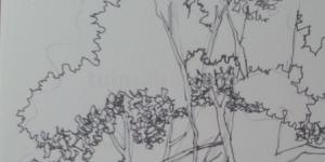 风景速写树木风景速写树木临摹 风景速写树木风景速写树木临摹