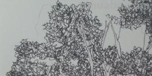 风景速写树木风景速写树木临摹 风景速写树木风景速写树木临摹