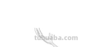 花手绘速写手绘花卉速写