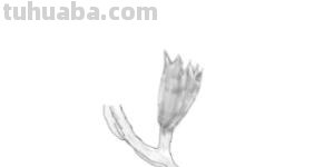 花手绘速写手绘花卉速写