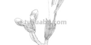 花手绘速写手绘花卉速写