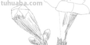 花手绘速写手绘花卉速写