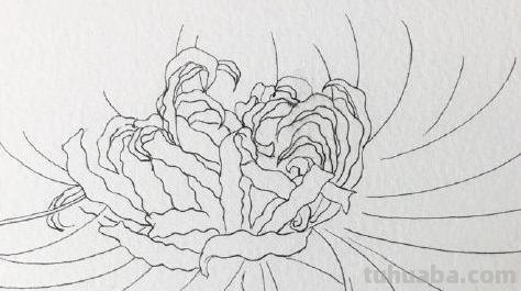 速写彼岸花一步一步教你画彼岸花速写 速写彼岸花一步一步教你画彼岸花速写