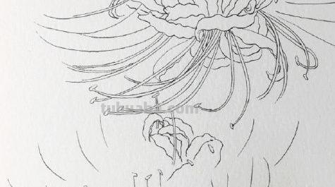 速写彼岸花一步一步教你画彼岸花速写 速写彼岸花一步一步教你画彼岸花速写