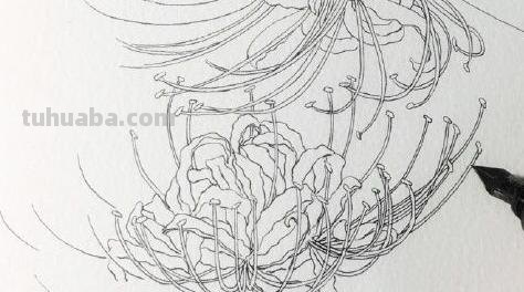 速写彼岸花一步一步教你画彼岸花速写 速写彼岸花一步一步教你画彼岸花速写