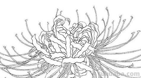 速写彼岸花一步一步教你画彼岸花速写 速写彼岸花一步一步教你画彼岸花速写