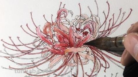 速写彼岸花一步一步教你画彼岸花速写 速写彼岸花一步一步教你画彼岸花速写