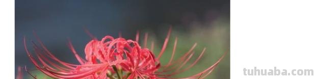 速写彼岸花一步一步教你画彼岸花速写 速写彼岸花一步一步教你画彼岸花速写