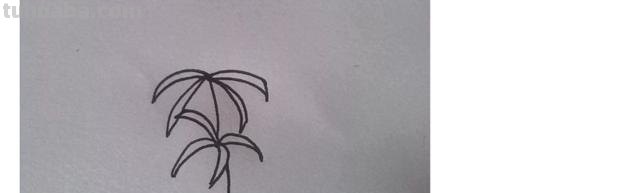 速写彼岸花一步一步教你画彼岸花速写 速写彼岸花一步一步教你画彼岸花速写