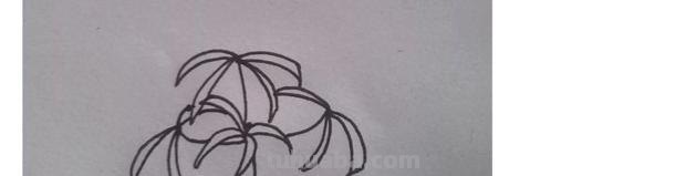 速写彼岸花一步一步教你画彼岸花速写 速写彼岸花一步一步教你画彼岸花速写