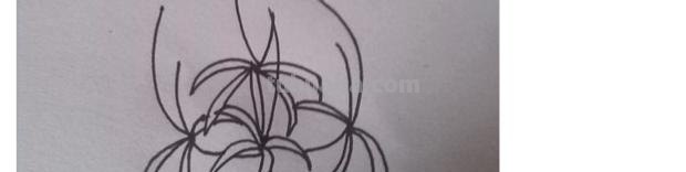 速写彼岸花一步一步教你画彼岸花速写 速写彼岸花一步一步教你画彼岸花速写