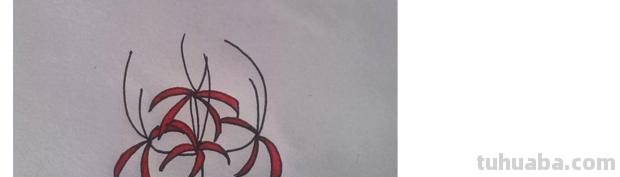 速写彼岸花一步一步教你画彼岸花速写 速写彼岸花一步一步教你画彼岸花速写