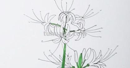 速写彼岸花一步一步教你画彼岸花速写 速写彼岸花一步一步教你画彼岸花速写