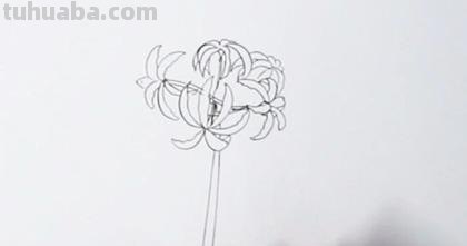 速写彼岸花一步一步教你画彼岸花速写 速写彼岸花一步一步教你画彼岸花速写