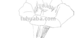 速写写生花速写写生花卉