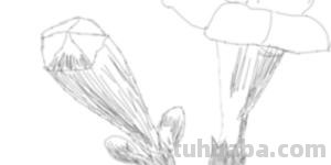 速写写生花速写写生花卉