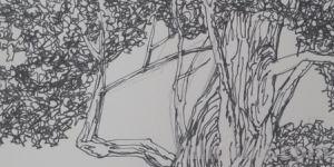 速写园林树速写园林树木简单图片 速写园林树速写园林树木简单图片