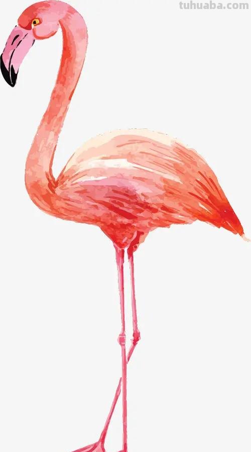 火烈鸟速写火烈鸟速写图片
