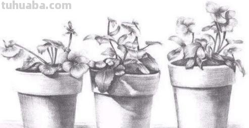 植物线描速写植物线描速写图片 植物线描速写植物线描速写图片