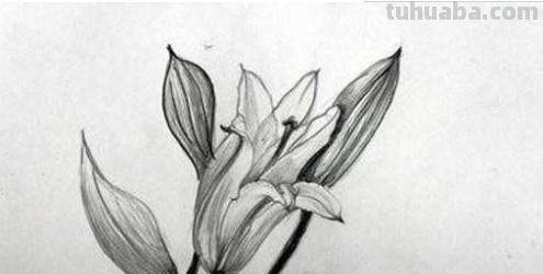 植物线描速写植物线描速写图片 植物线描速写植物线描速写图片