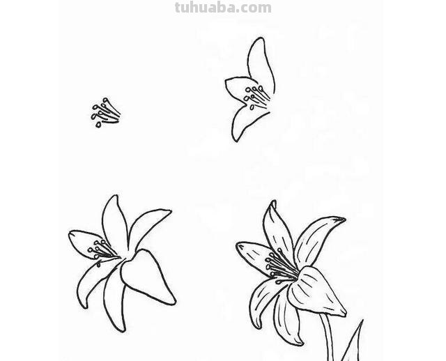 速写百合花速写百合花图片