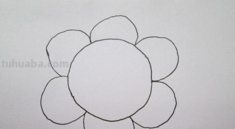 速写太阳花太阳花素描 速写太阳花太阳花素描