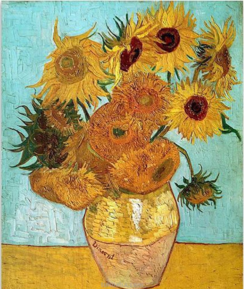 速写太阳花太阳花素描 速写太阳花太阳花素描