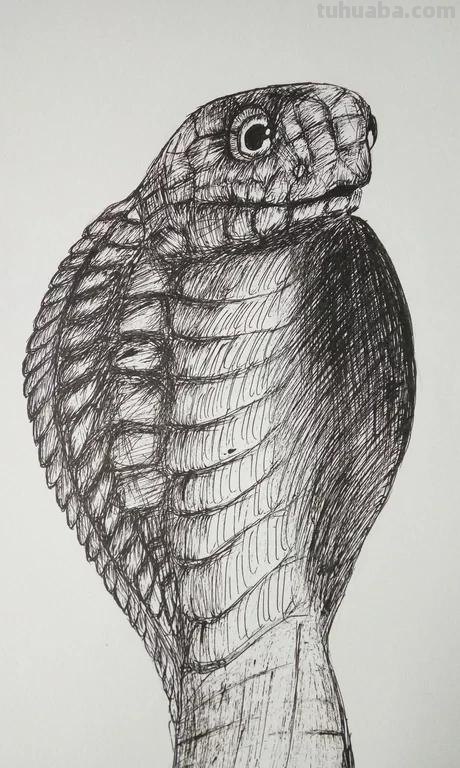 动物速写蛇动物素描蛇