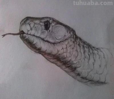 动物速写蛇动物素描蛇