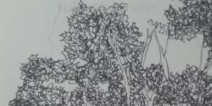 速写罗汉松罗汉松速写画法 速写罗汉松罗汉松速写画法