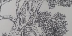 速写罗汉松罗汉松速写画法 速写罗汉松罗汉松速写画法