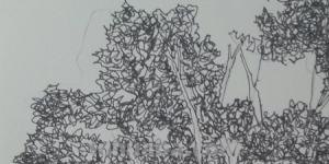 石榴树速写石榴树速写图片