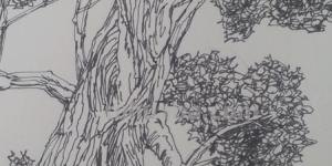 石榴树速写石榴树速写图片