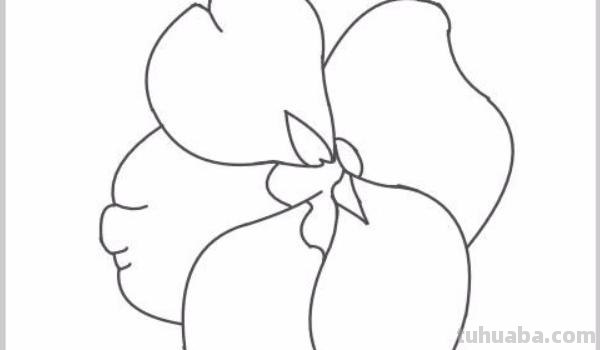 凤仙花速写凤仙花素描