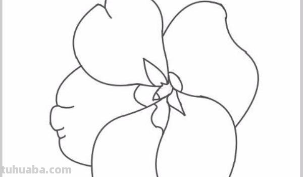凤仙花速写凤仙花素描
