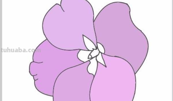 凤仙花速写凤仙花素描