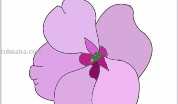 凤仙花速写凤仙花素描