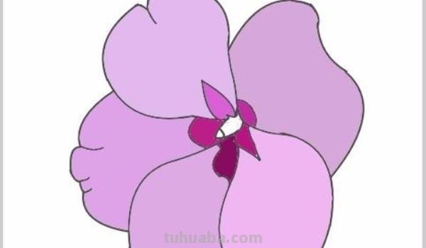 凤仙花速写凤仙花素描