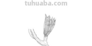 花速写手绘花 速写 花速写手绘花 速写