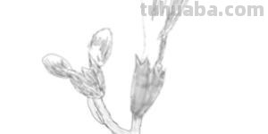 花速写手绘花 速写 花速写手绘花 速写