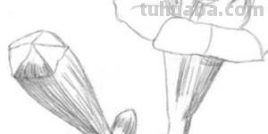 花速写手绘花 速写 花速写手绘花 速写