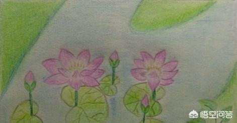 荷花创意速写荷花创意速写图片