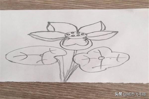 荷花创意速写荷花创意速写图片