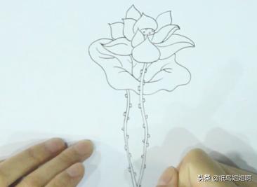 荷花创意速写荷花创意速写图片