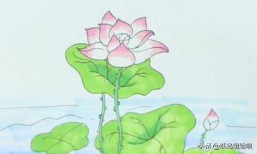 荷花创意速写荷花创意速写图片