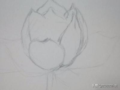 荷花创意速写荷花创意速写图片