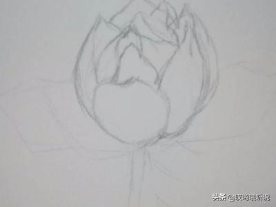 荷花创意速写荷花创意速写图片